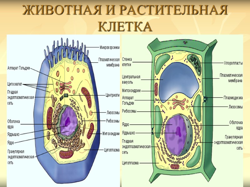 ЖИВОТНАЯ И РАСТИТЕЛЬНАЯ  КЛЕТКА